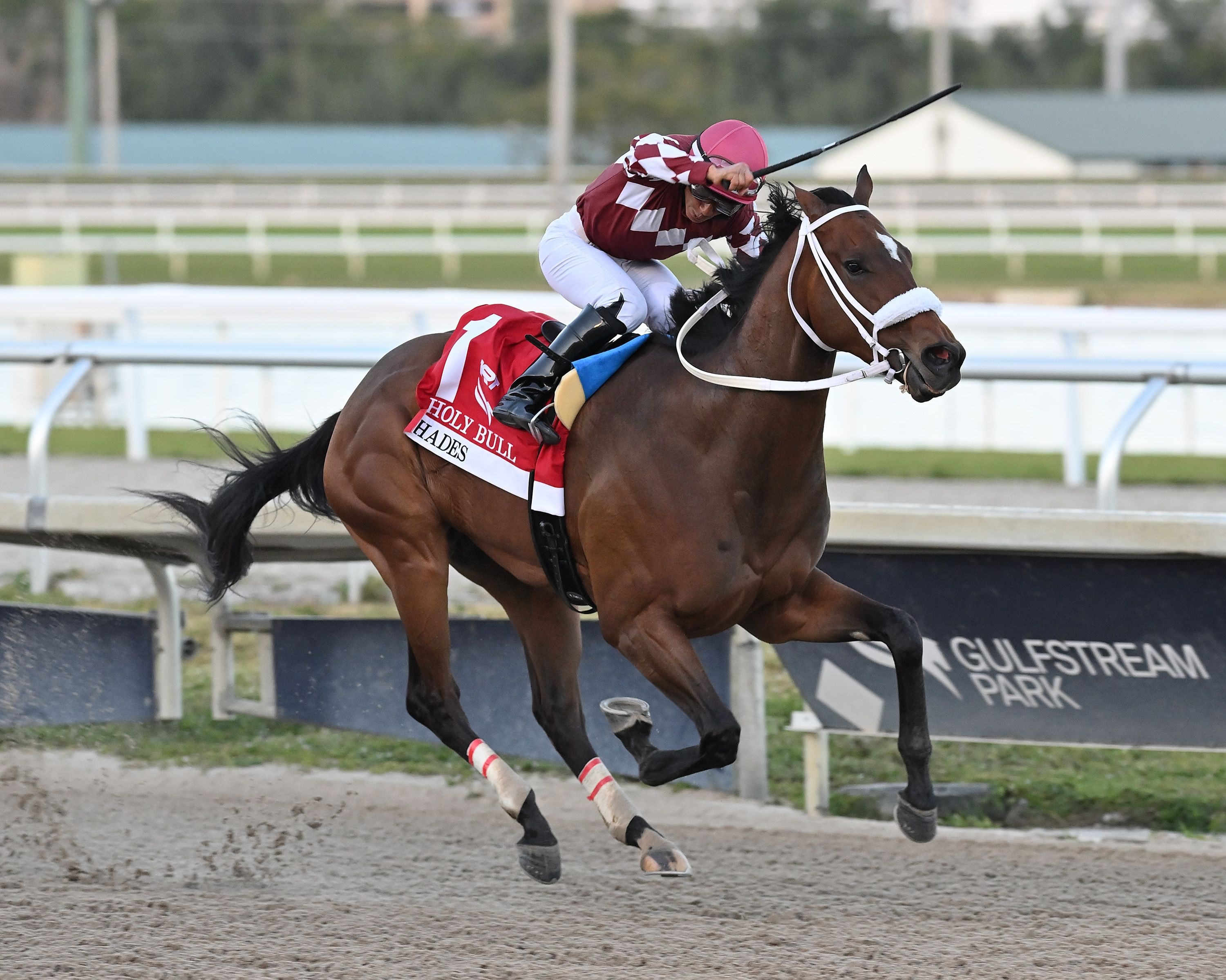Hades winning the Holy Bull (G3) at Gulfstream Park (Photo by Coglianese Photos/Lauren King)