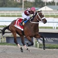 Hades winning the Holy Bull (G3) at Gulfstream Park (Photo by Coglianese Photos/Lauren King)