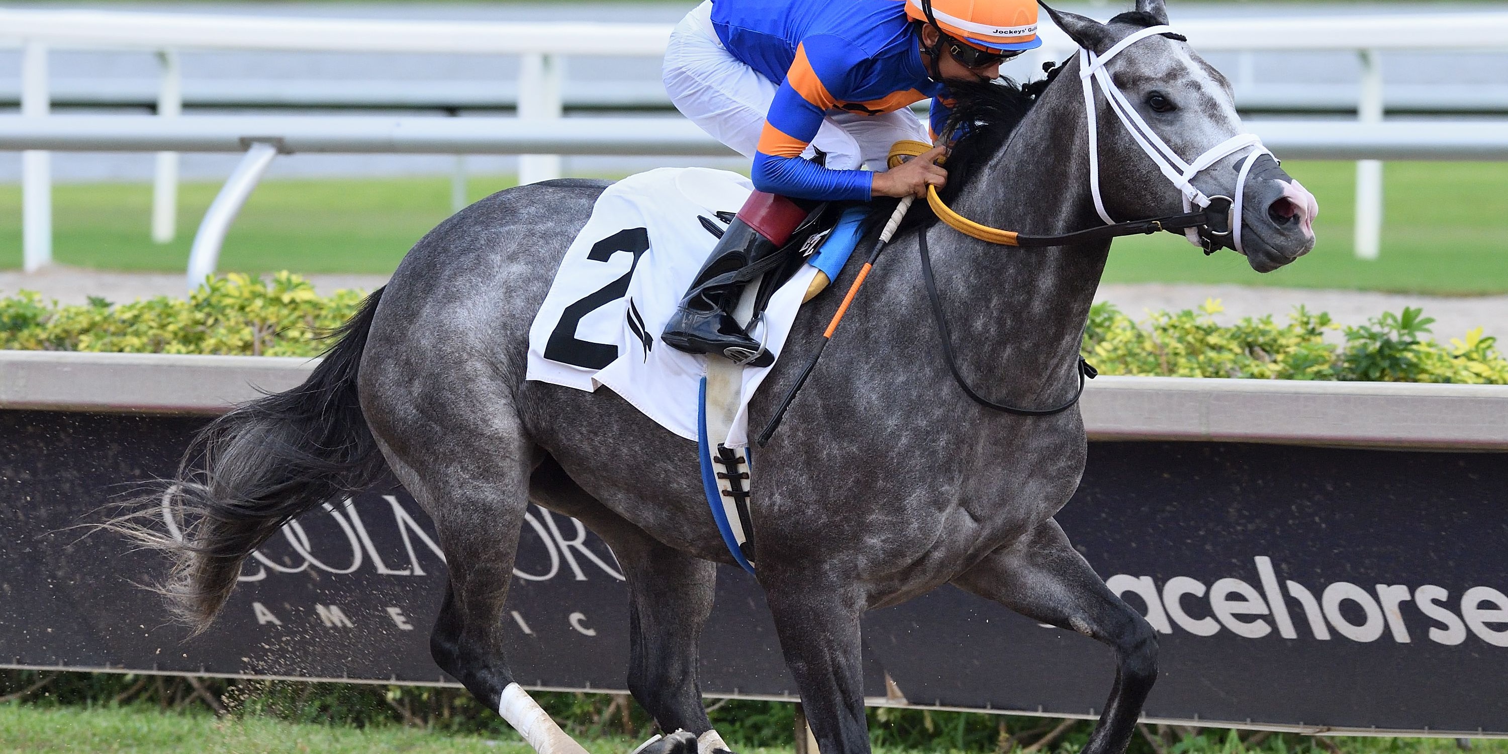 Haulin Ice wins the Princess Rooney at Gulfstream Park.