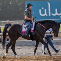 Heart of Honor during morning training ahead of the UAE Derby