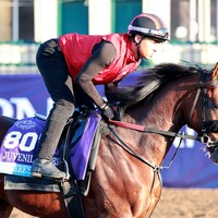 Heeere's Johnny training for the 2025 Breeders' Cup