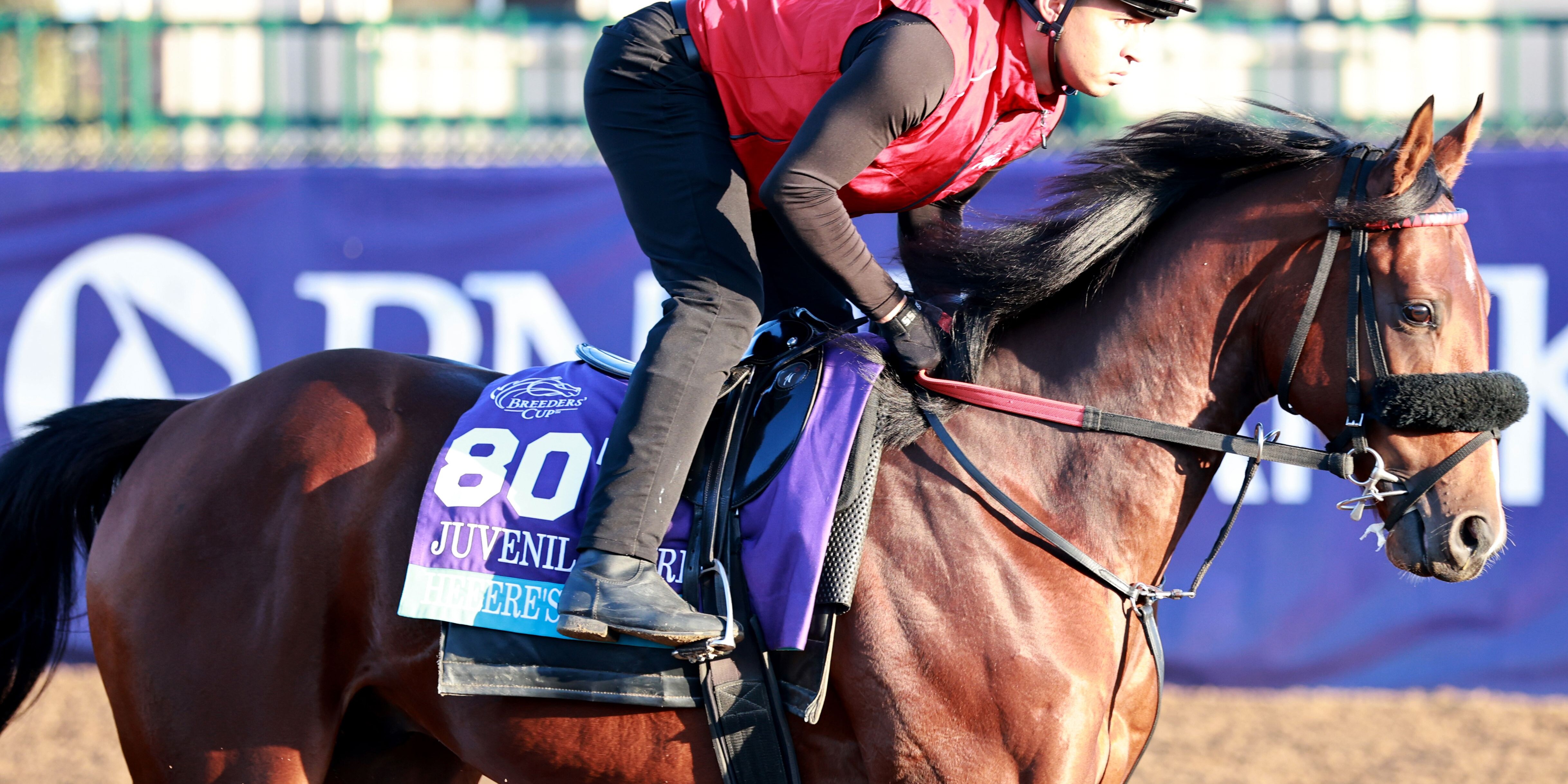 Heeere's Johnny training for the 2025 Breeders' Cup