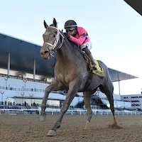 Hit Show winning the Withers (G3) at Aqueduct (Photo by Coglianese Photos)