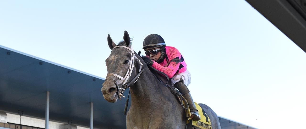 Hit Show winning the Withers (G3) at Aqueduct (Photo by Coglianese Photos)