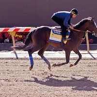 Imagination training for the Preakness S. (Photo by Jim McCue/Maryland Jockey Club)