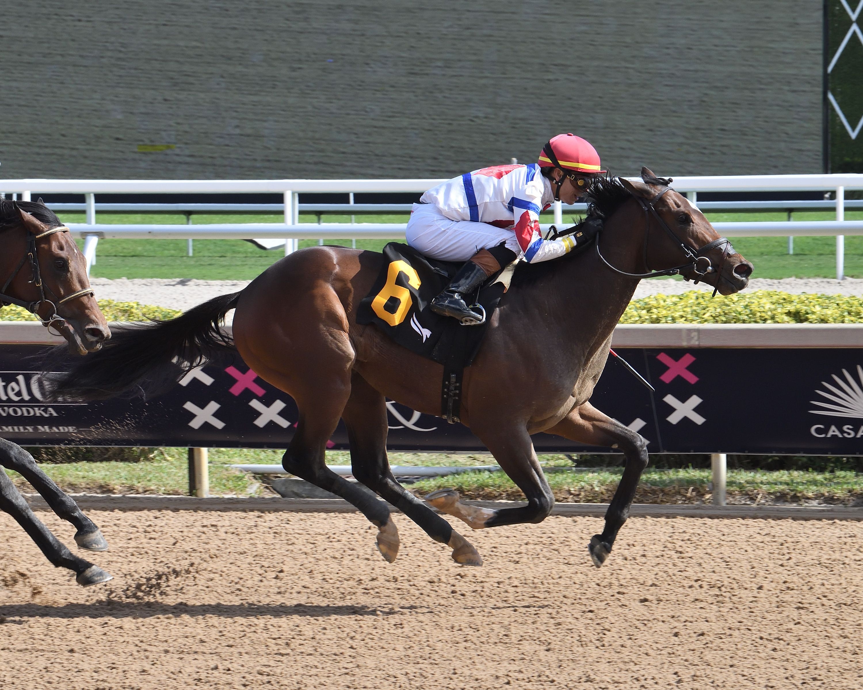 Jimmy's Dailys wins at Gulfstream.