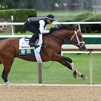 Journalism trains at Saratoga for Belmont Stakes 2025 (photo by Coglianese Photos)