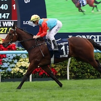 Ka Ying Rising made it look easy when repeating in the Hong Kong Sprint (G1)