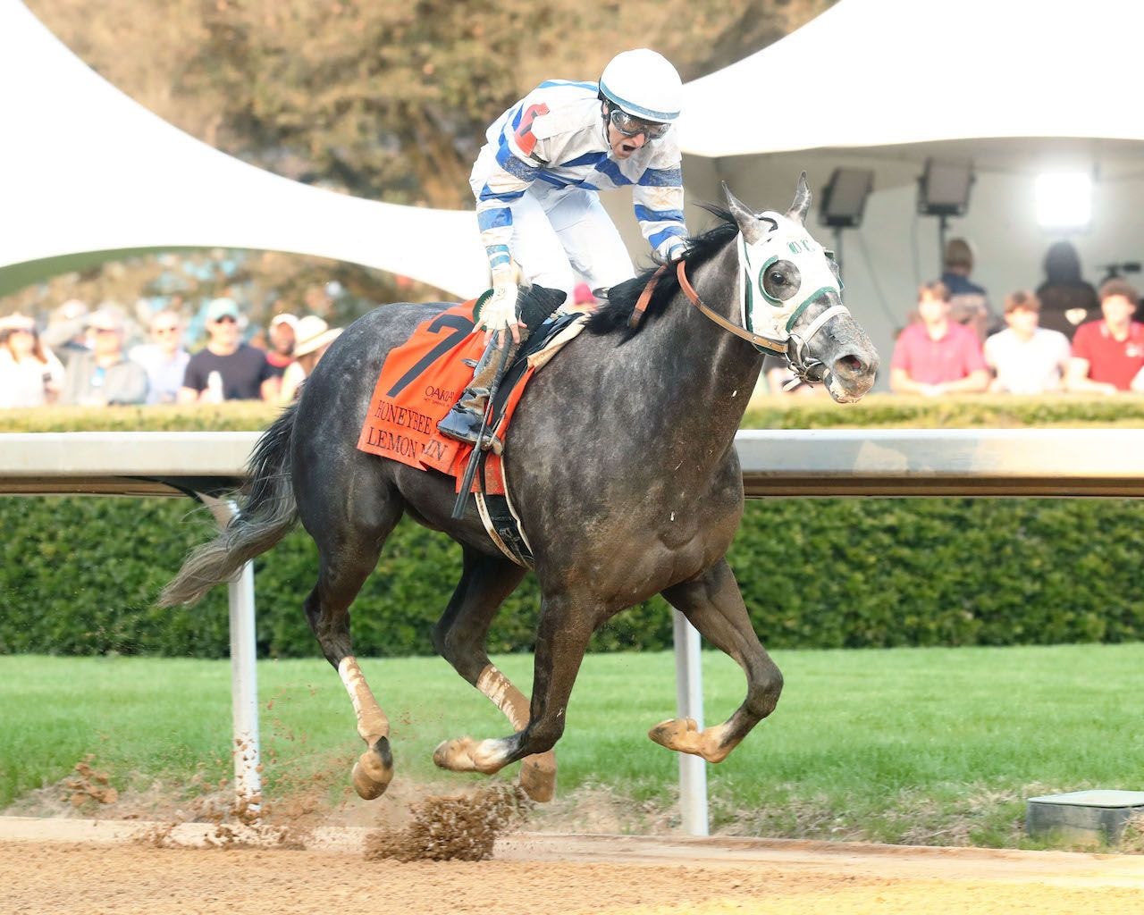 Lemon Muffin breaking her maiden in the Honeybee (G3) at Oaklawn Park (Photo by Coady Photography/Renee Torbit)