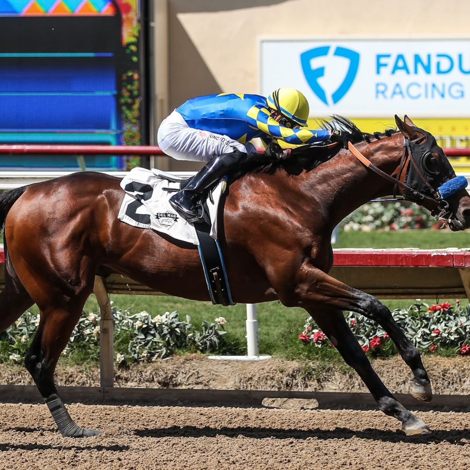 Litmus Test (Photo by Horsephotos.com)