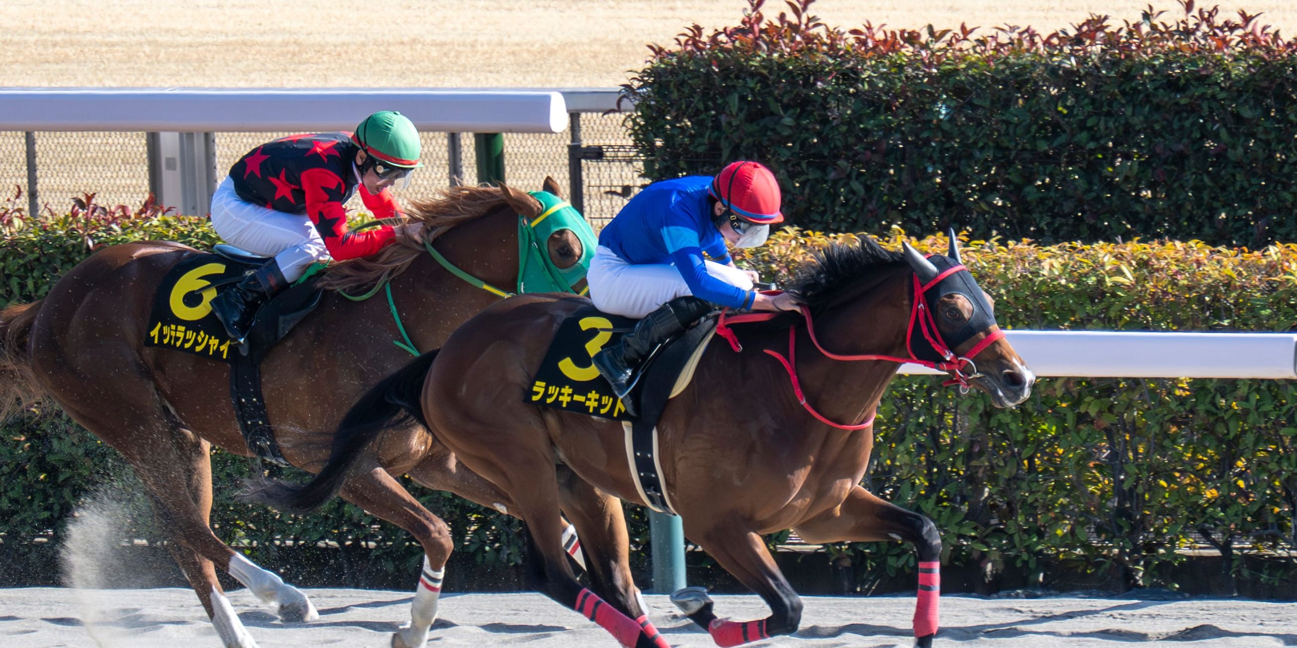 Lucky Kid winning the Hyacinth S. at Tokyo Racecourse