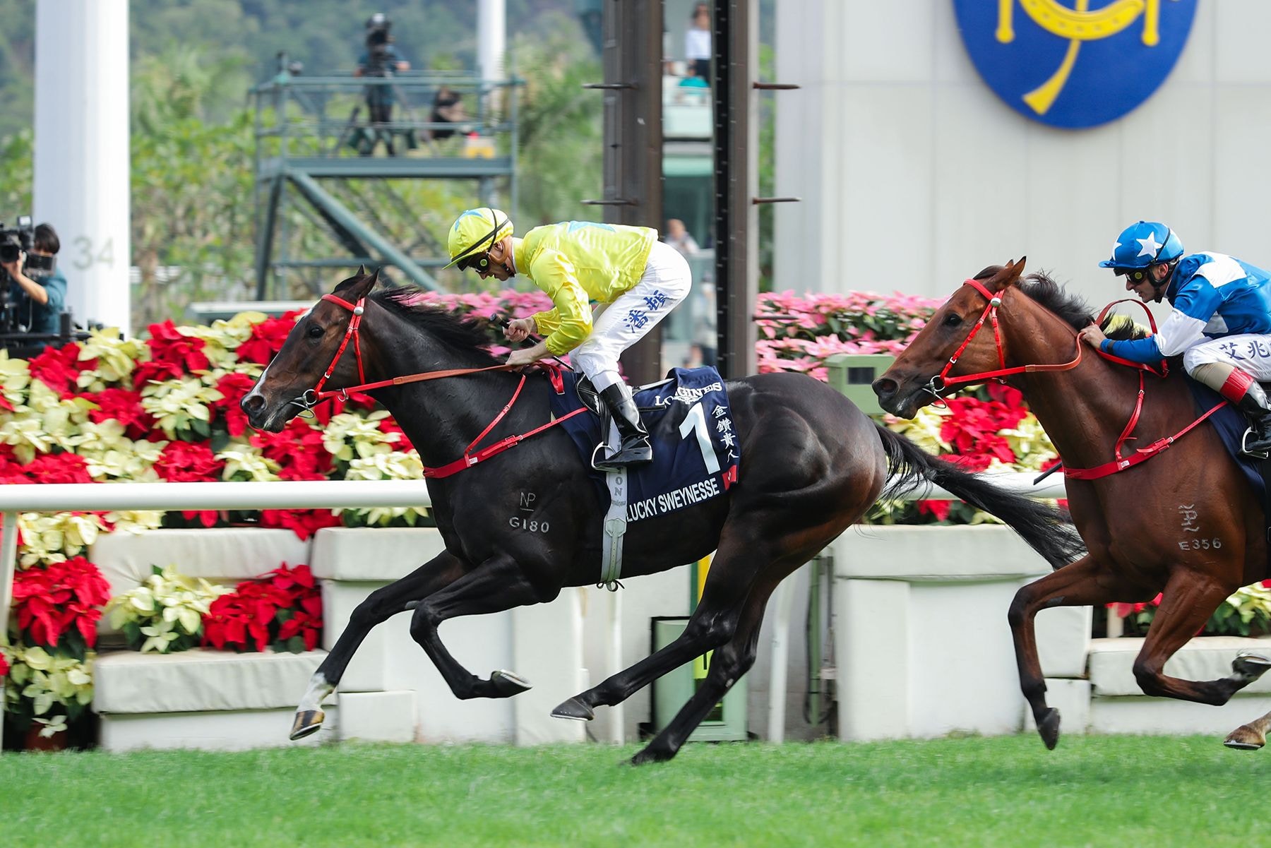 Lucky Sweynesse Hong Kong Sprint