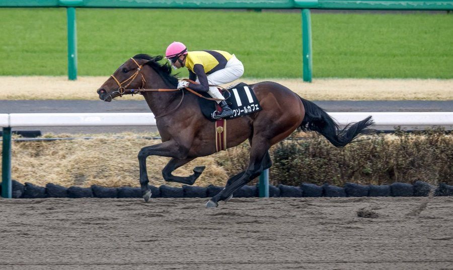Luxor Cafe romps in the Fukuryu at Nakayama