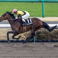 Luxor Cafe romps in the Fukuryu at Nakayama