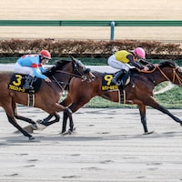 Luxor Cafe wins the Hyacinth on the Japan Road to the Kentucky Derby