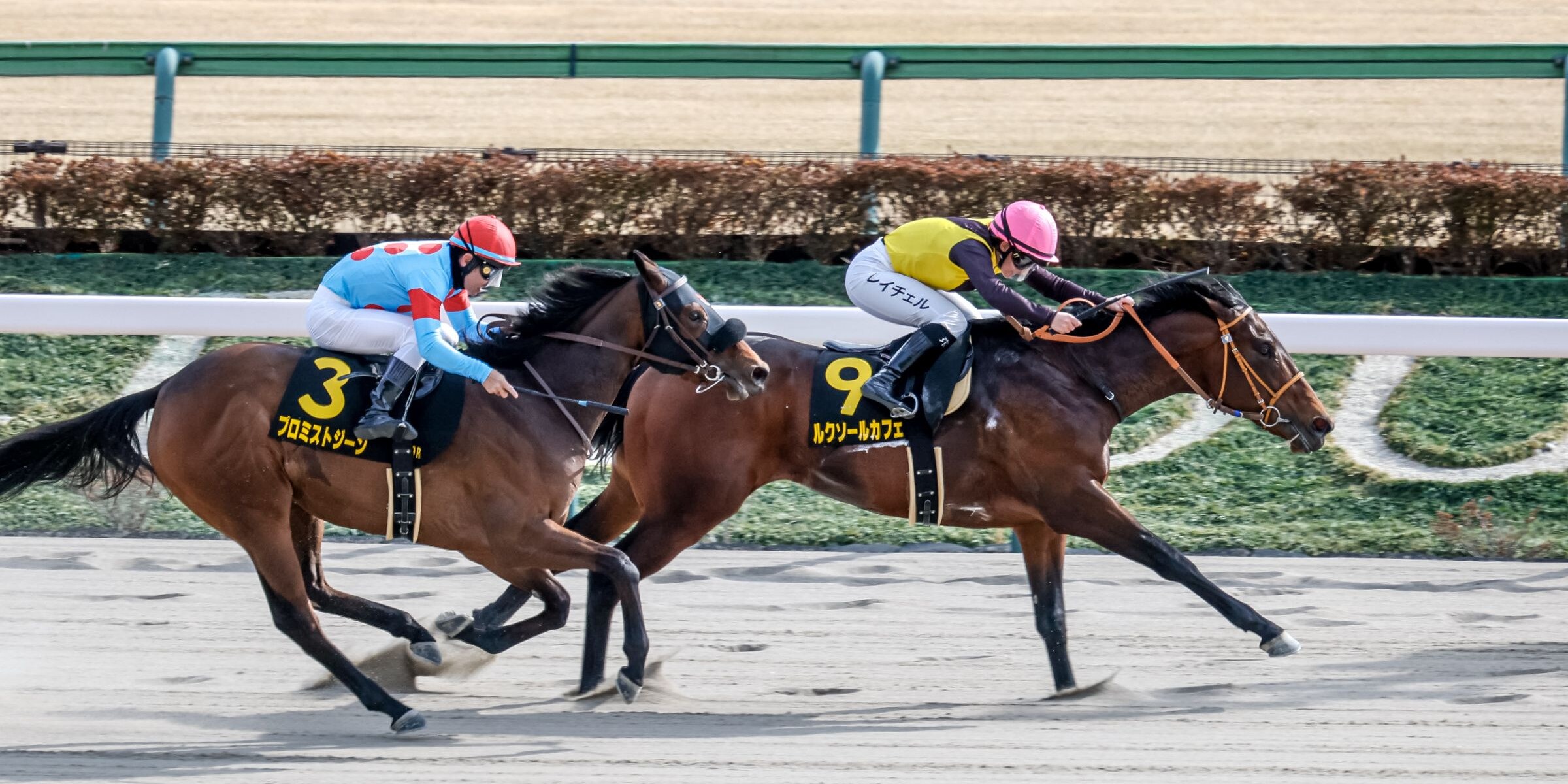 Luxor Cafe wins the Hyacinth on the Japan Road to the Kentucky Derby