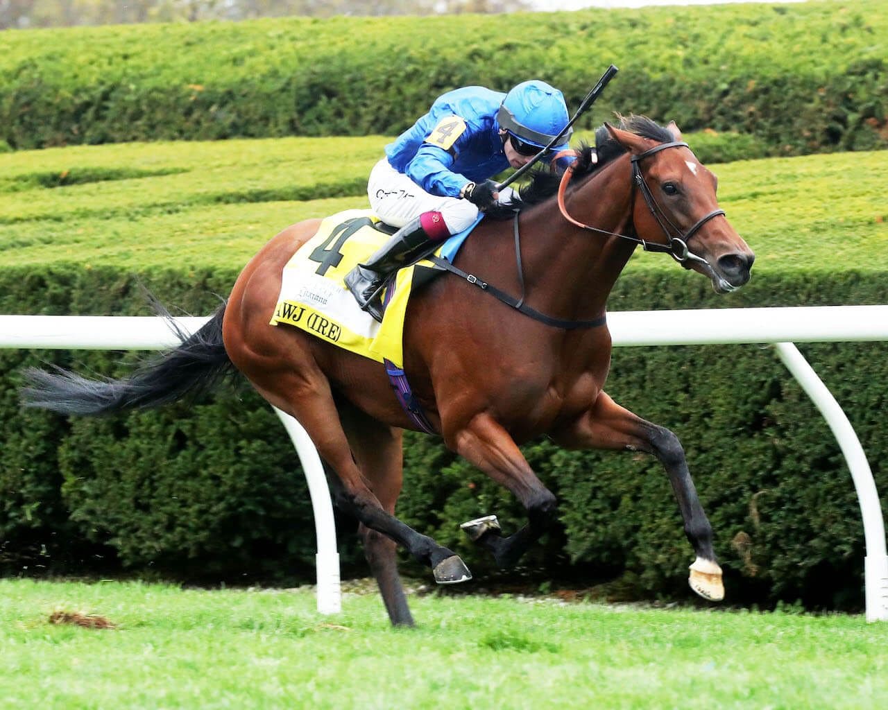 Mawj winning the Queen Elizabeth II Challenge Cup (G1) at Keeneland (Photo by Coady Photography)