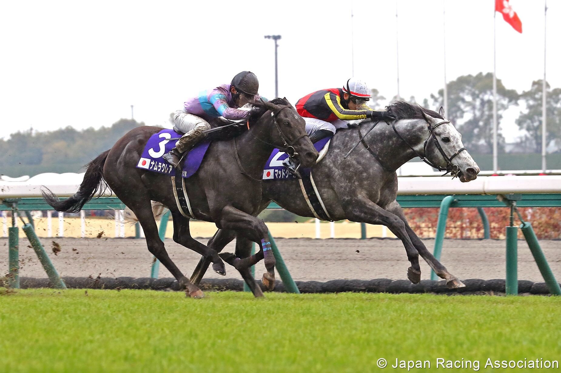 Mad Cool just staves off Namura Clair in the 2024 Takamatsunomiya Kinen (Photo copyright Japan Racing Association)