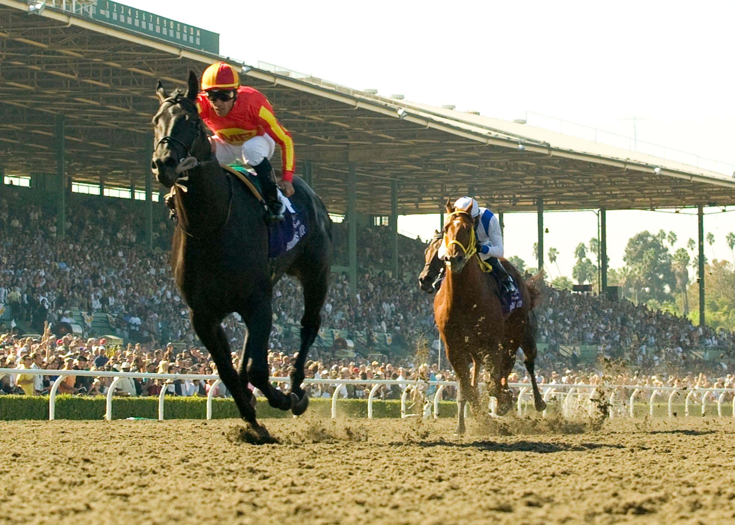 Midnight Lute winning the 2008 Breeders' Cup Sprint (G1) at Santa Anita (Photo by Benoit Photography)