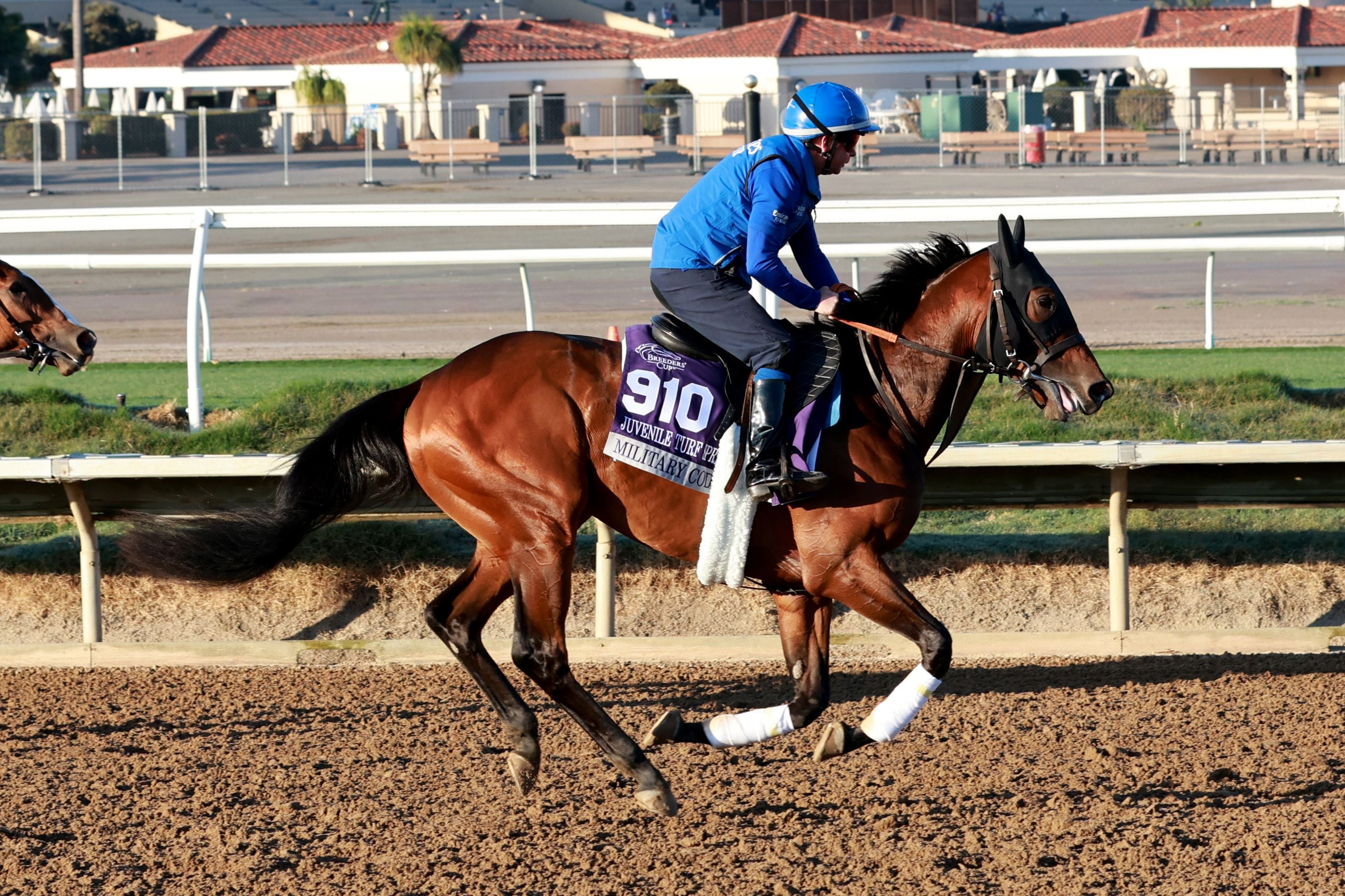 Military Code trains for the 2025 Breeders' Cup at Del Mar (Photo by Horsephotos.com)