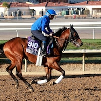 Military Code trains for the 2025 Breeders' Cup at Del Mar (Photo by Horsephotos.com)