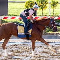 Mugatu trains for the Preakness S. (Photo by Jim McCue/Maryland Jockey Club)