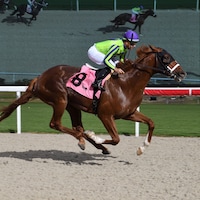 Mugatu breaking his maiden at Gulfstream Park (Photo by Coglianese Photos/Lauren King)