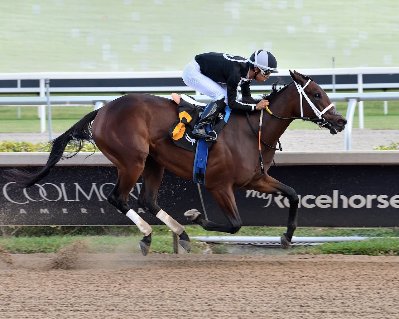 My Miss Mo wions at Gulfstream Park.