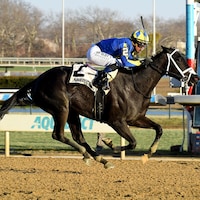 My Shea D Lady (Photo by Coglianese Photos)