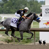 Napoleon Solo wins the 151st Preakness at Laurel Park (Photo by Horsephotos.com)