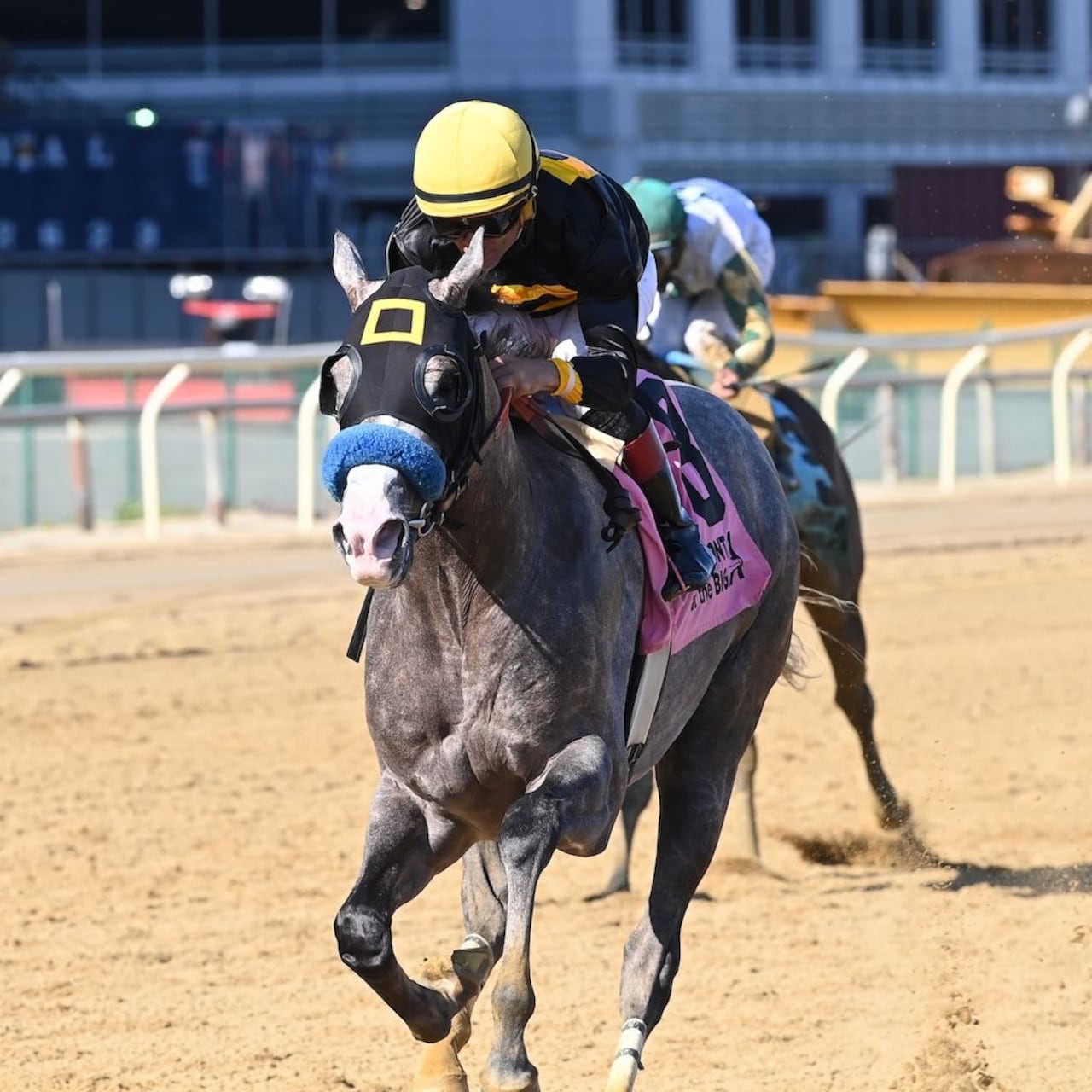 Napoleon Solo wins the Champagne Stakes at Aqueduct.