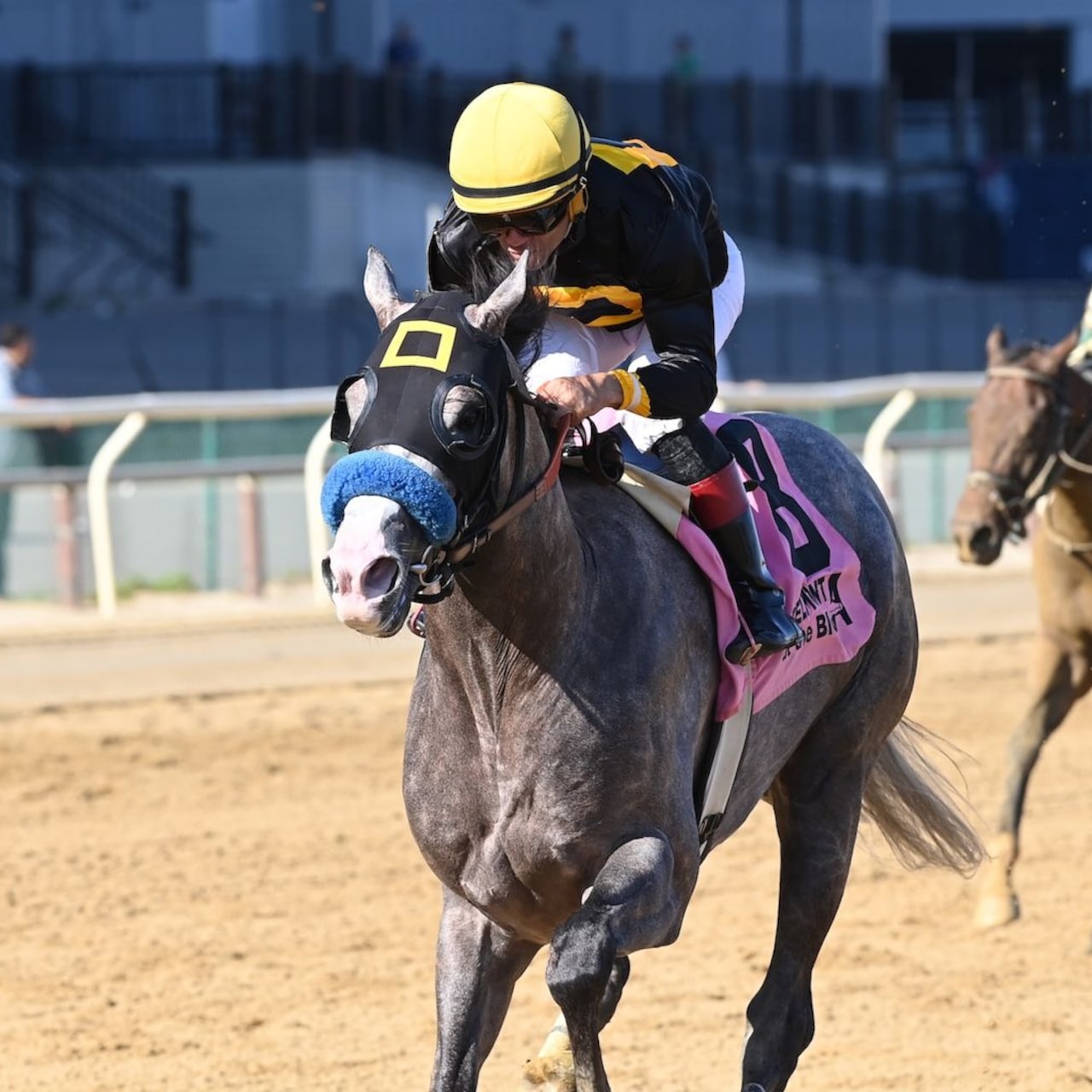 Napoleon Solo wins the Champagne Stakes at Aqueduct.