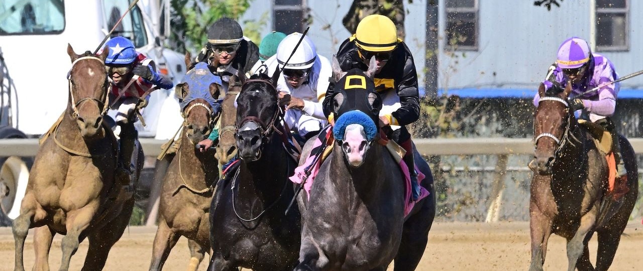 Napoleon Solo wins the Champagne Stakes at Aqueduct.