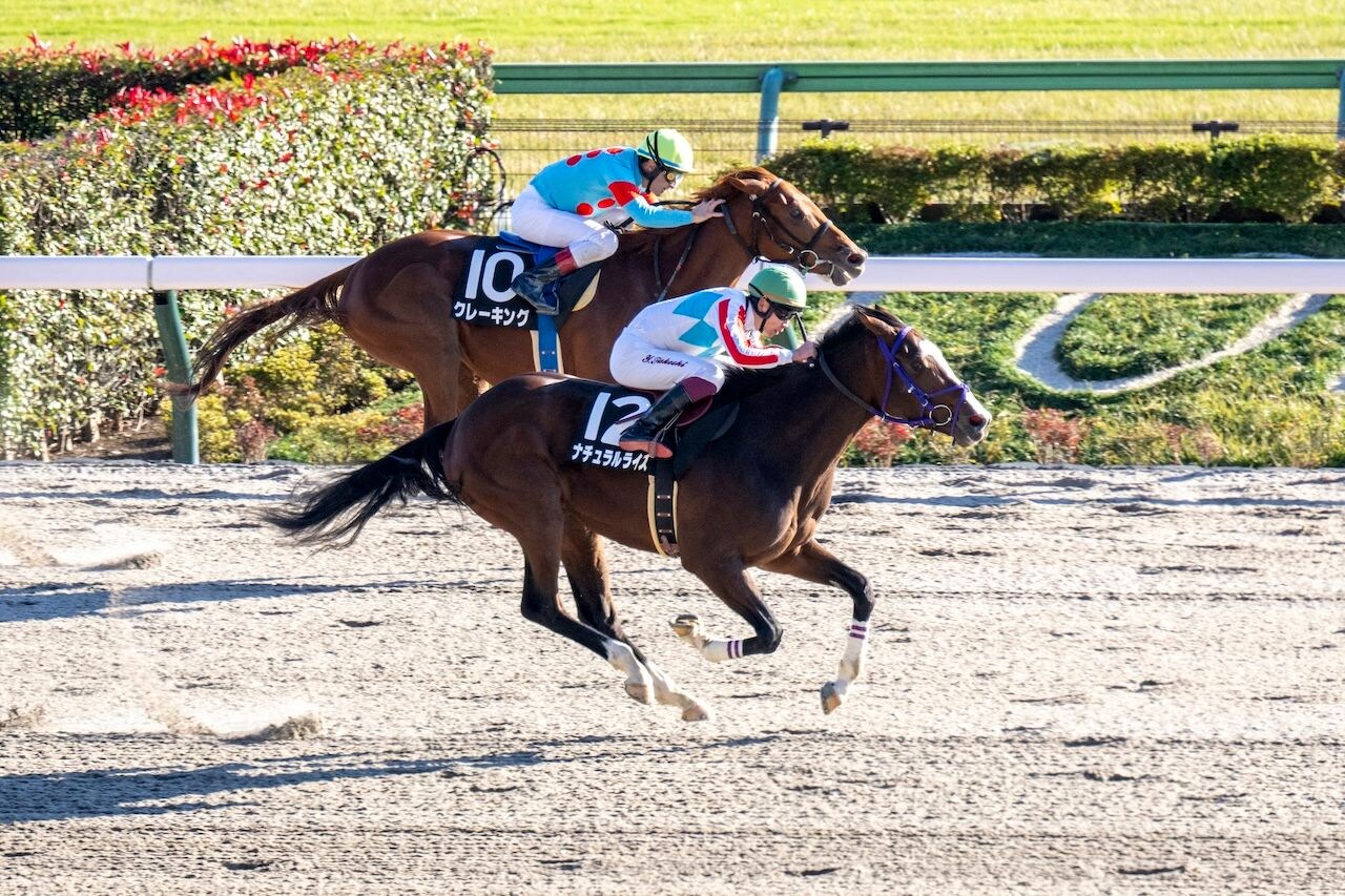 Natural Rise wins the Cattleya Stakes at Tokyo Racecourse. 