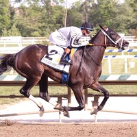 Navajo Warrior wins the Pimlico Special.