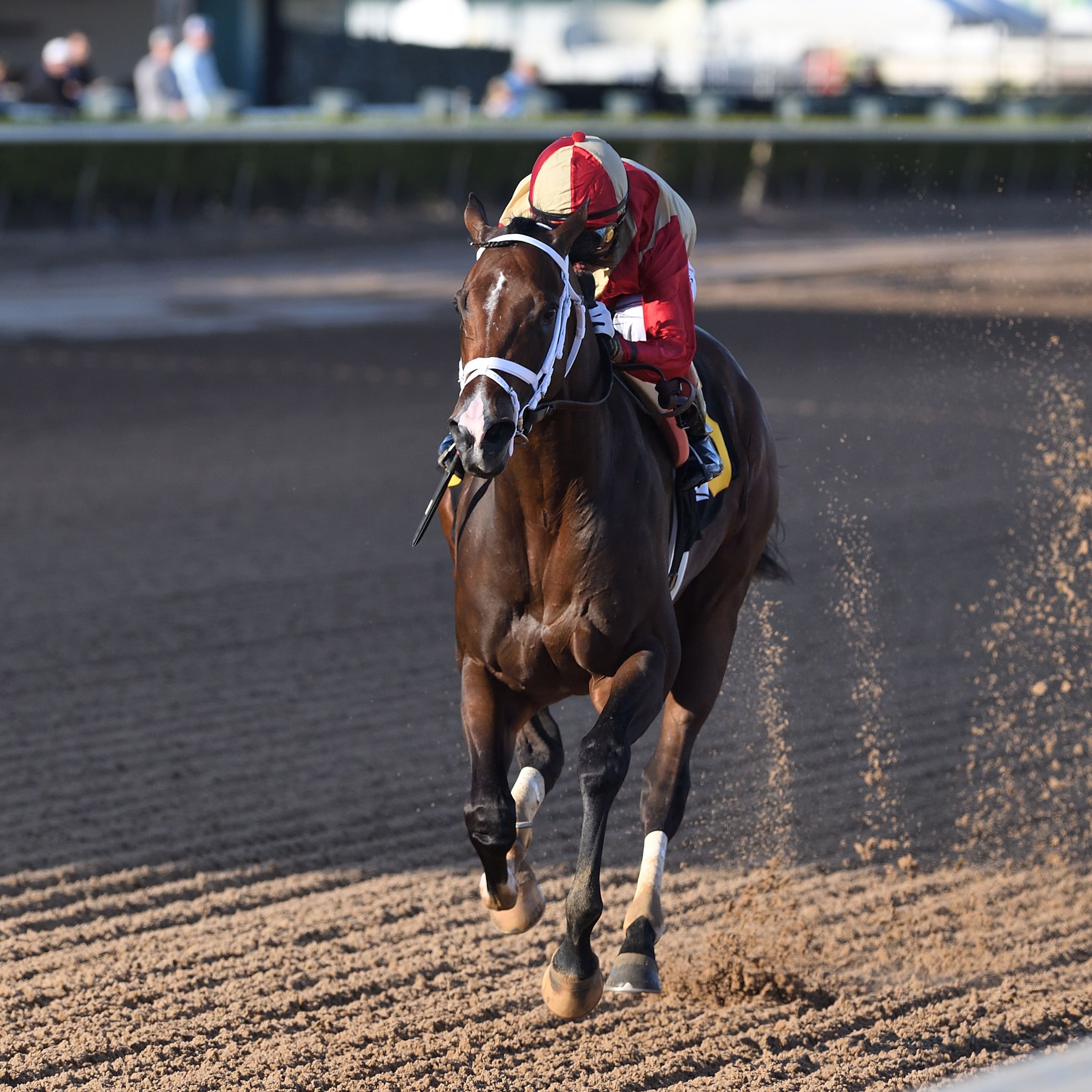 Nearly wins at Gulfstream Park.