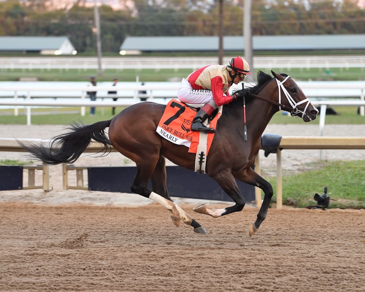 Nearly wins the Holy Bull at Gulfstream Park.