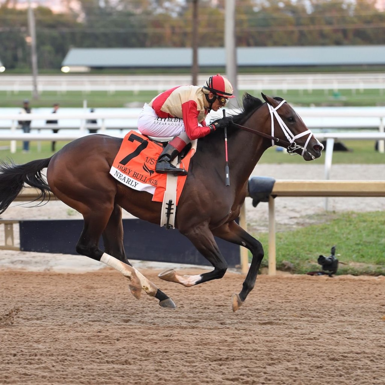 Nearly wins the Holy Bull at Gulfstream Park.