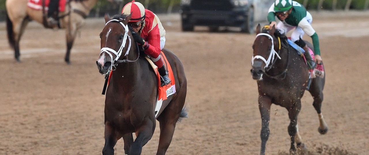 Nearly wins the Holy Bull at Gulfstream Park.