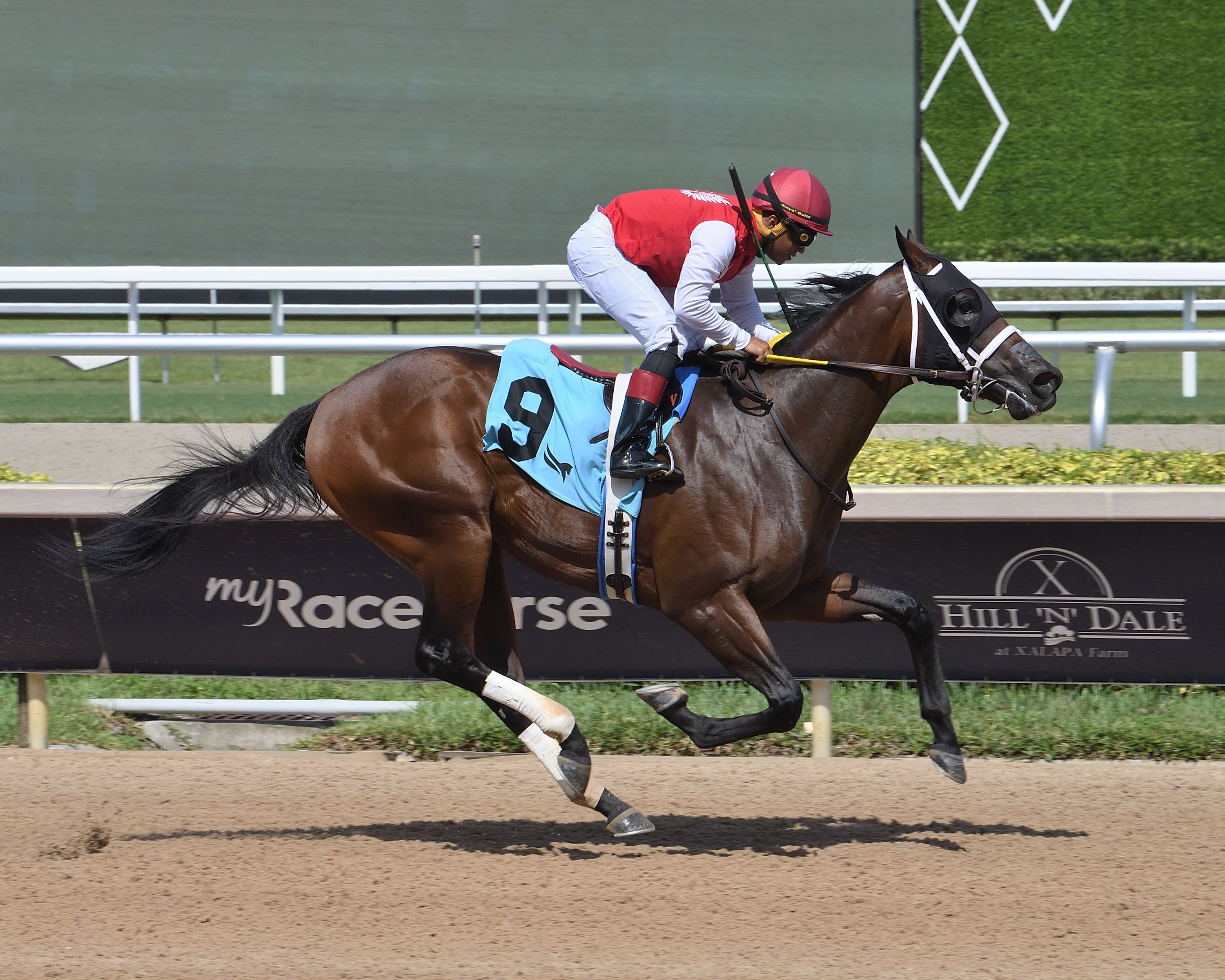 Neoequos wins at Gulfstream Park.