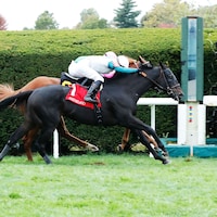 Nineeleventurbo (Photo by Coady Media/Keeneland)