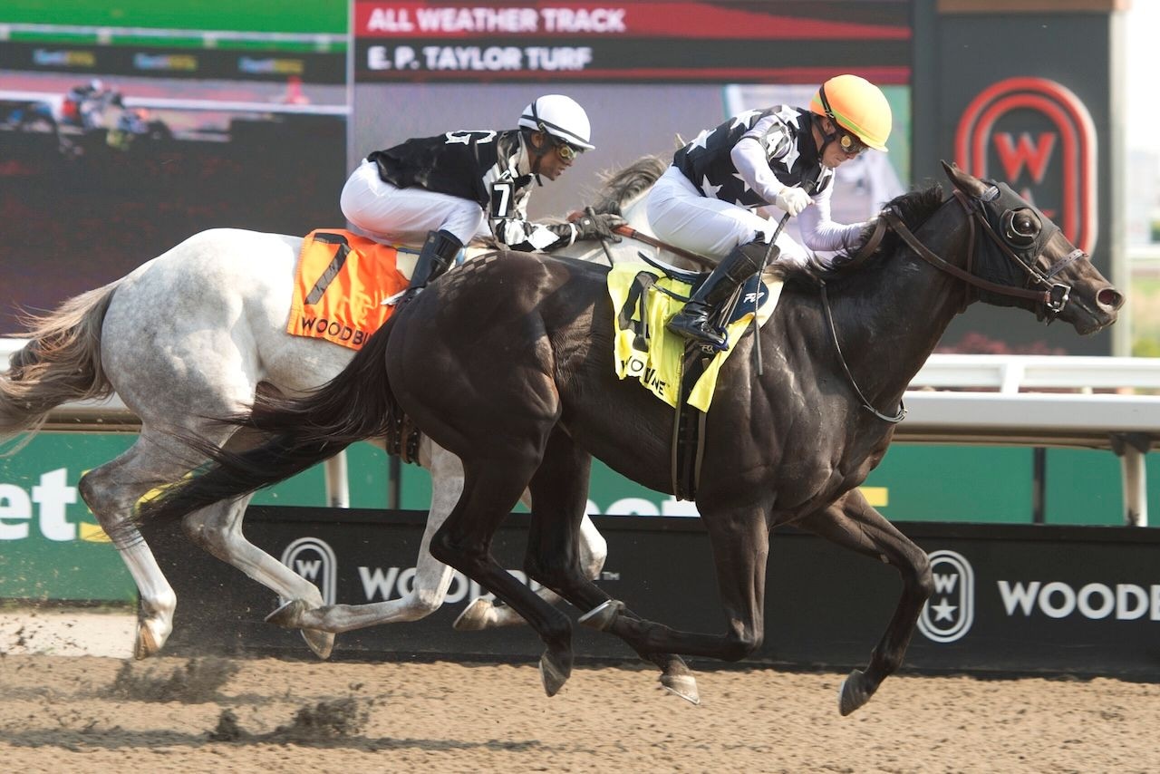 King's Plate contender Notorious Gangster winning the Queenston Stakes at Woodbine. 
