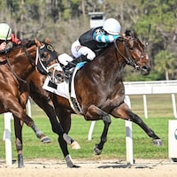 Nutella Fella darted up the fence to win the Pelican S.