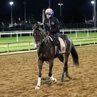 Ocelli training at Churchill Downs
