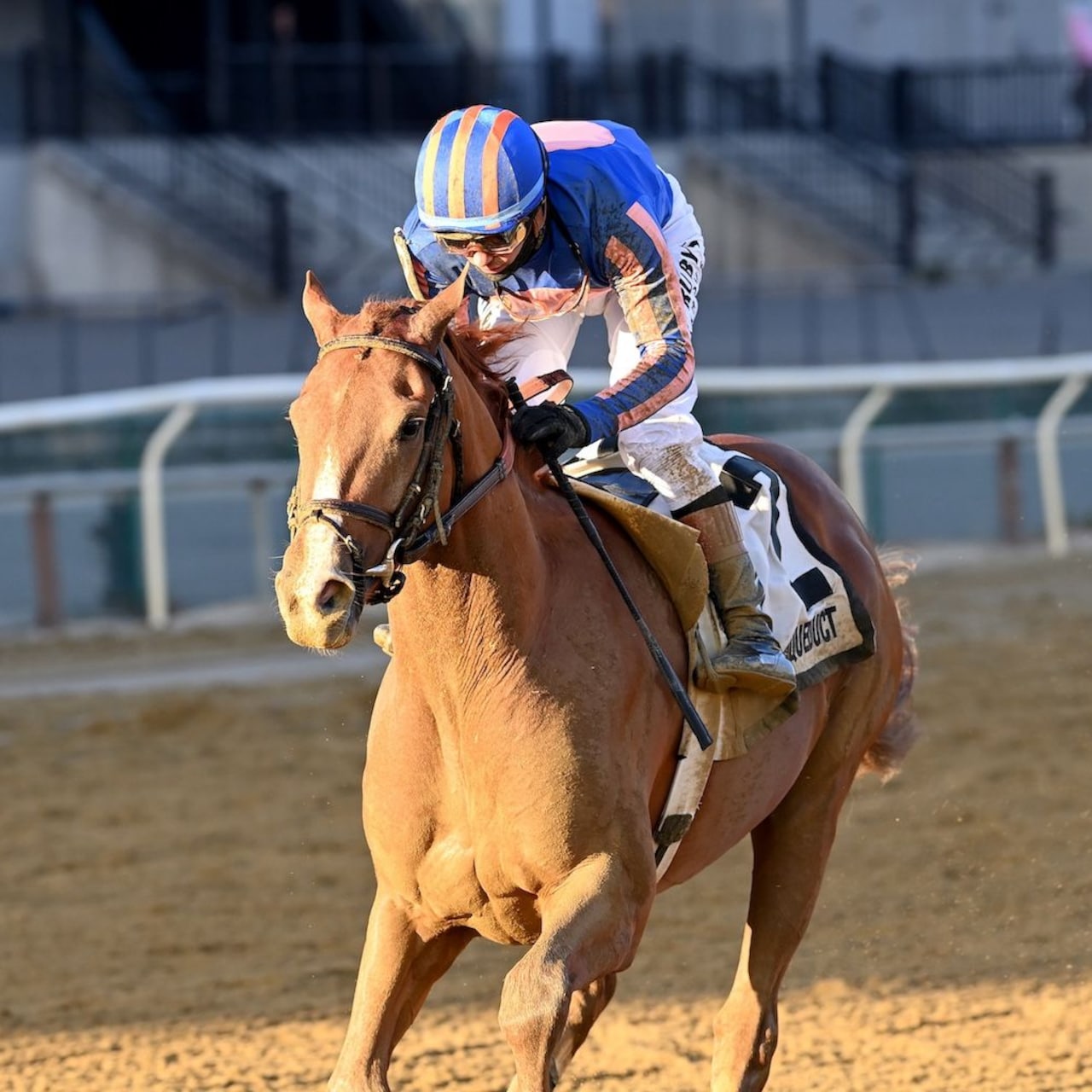Paladin wins the Remsen Stakes at Aqueduct.