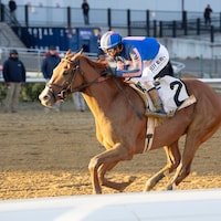 Paladin wins the Remsen Stakes at Aqueduct.