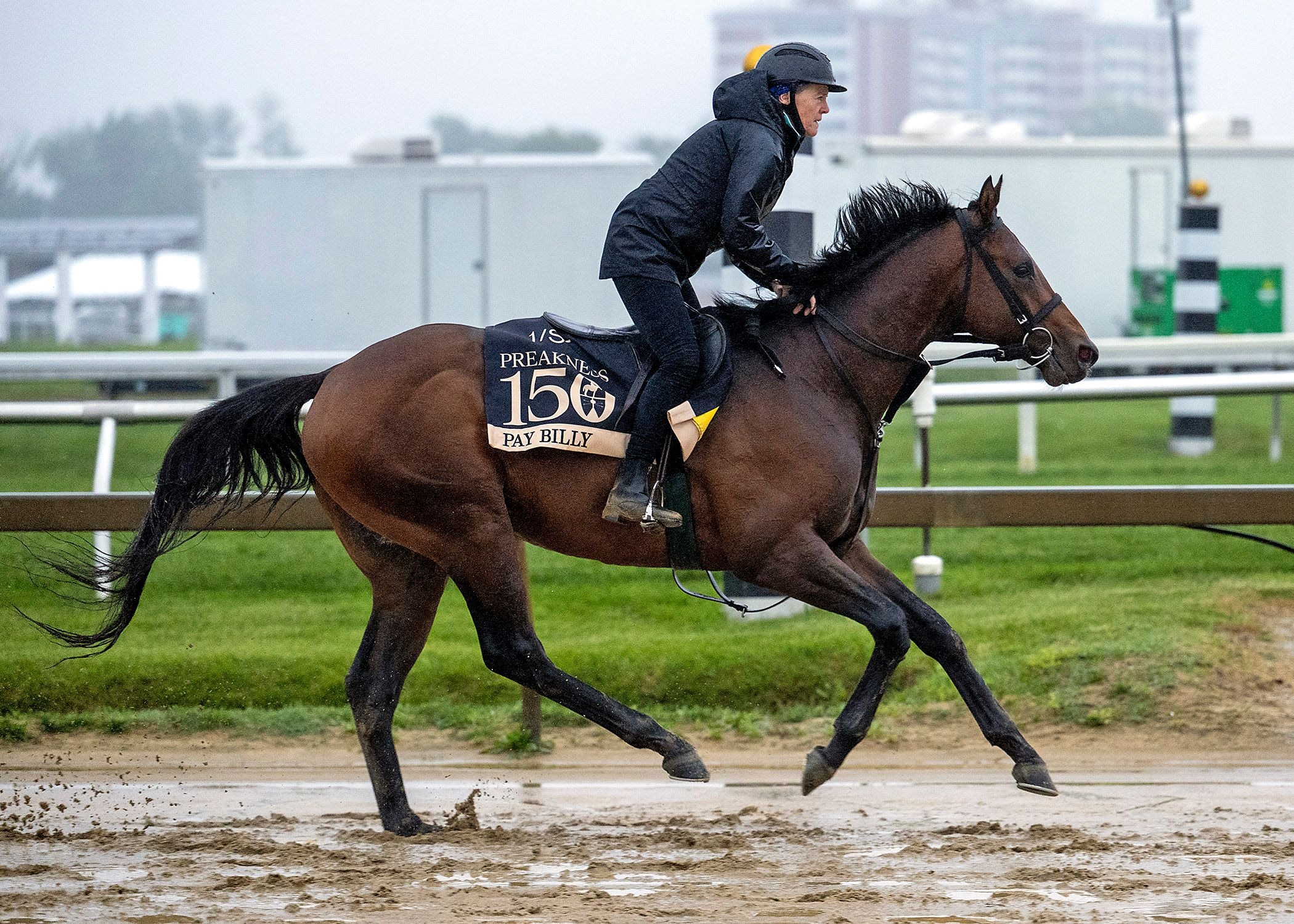 Pay Billy trains at Pimlico for the Preakness S. 2025 (Photo by MJC/Jerry Dzierwinski)