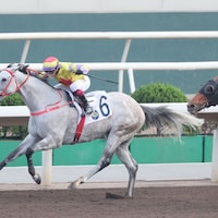 Ping Hai Galaxy is chasing successive Sha Tin wins