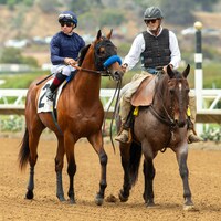 Plutarch in the post parade at Del Mar prior to his Aug. 2025 debut