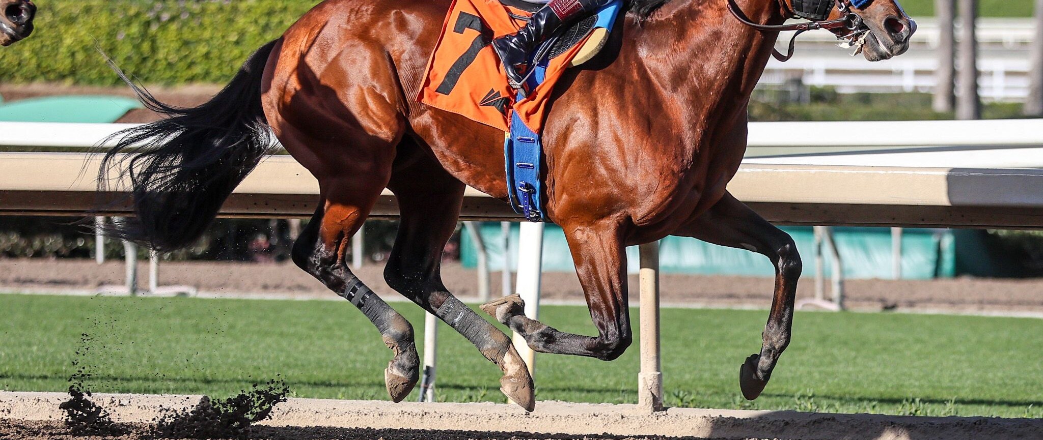 Potente winning his debut at Santa Anita